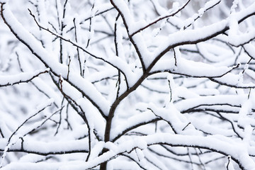 tree after a snowfall