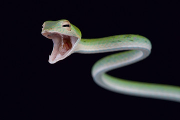 Obraz premium Attacking snake / Ahaetulla nasuta