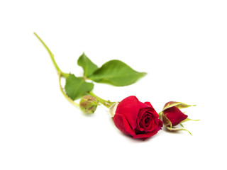 Red rose