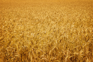 Fototapeta premium ripe golden wheat