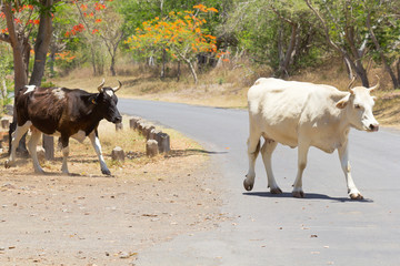 deux vaches en divagation sur la route, Réunion