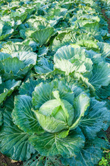 head of cabbage in the vegetable garden