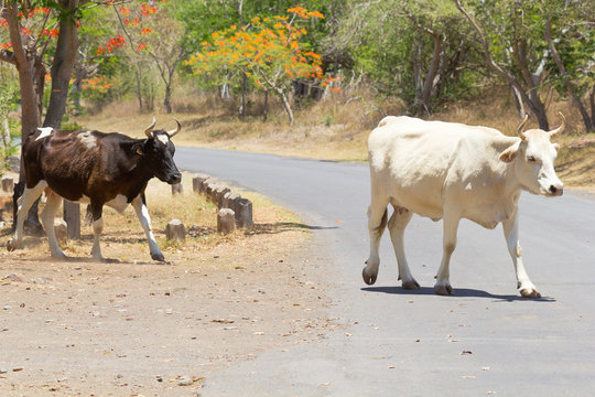 deux vaches en divagation sur la route, R&eacute;union