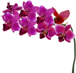 Fototapeta na wymiar orchid branch with eight dark pink blooms