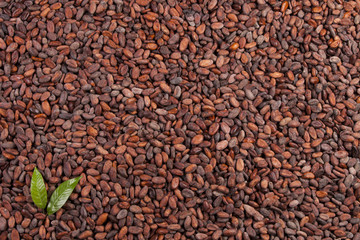 cocoa beans background with leaf