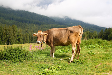 Cow relaxing