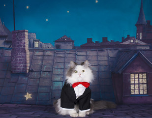 My cat is waiting with his beloved on the roof
