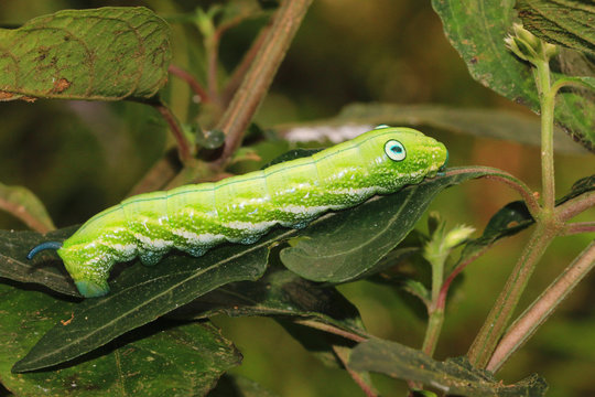 Larva of sphingidae