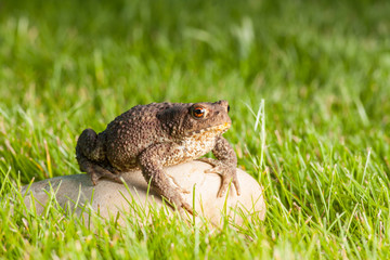the frog is sitting on a stone