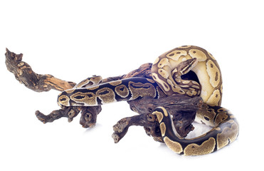 Obraz premium Python regius