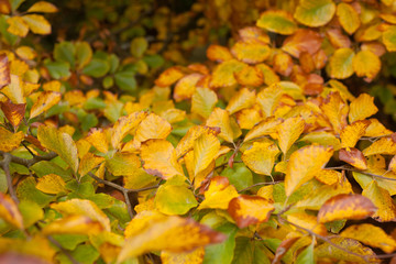 Autumn leaves background