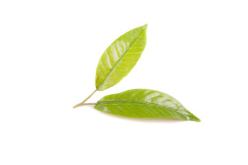 Obraz premium isolated on a white green leaves