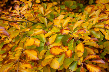 Autumn leaves background