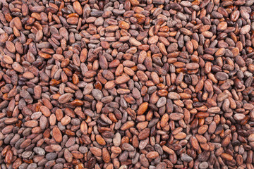 cocoa beans background