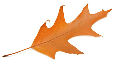 Autumn oak leaf