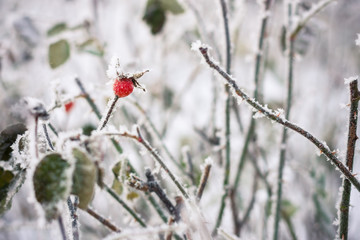 leaves covered with morning frost.