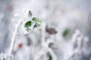 leaves covered with morning frost.