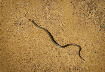 Obraz premium Grass snake