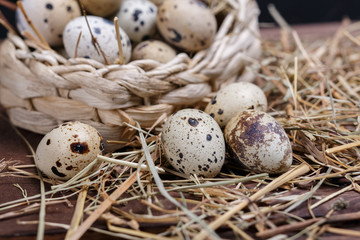 Obraz premium quail eggs
