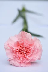 Fotobehang Mooie zalmroze Anjer roos op witte achtergrond © trinetuzun