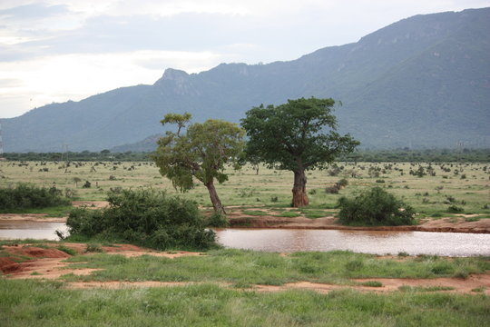 Tsavo West nach Regen