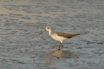 pantana (Tringa nebularia) nello stagno