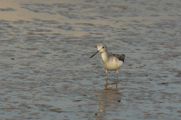 pantana (Tringa nebularia) nello stagno