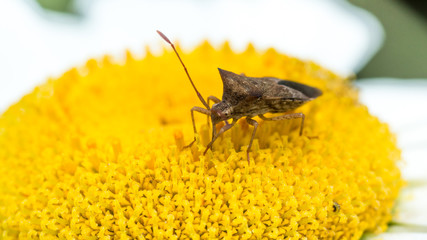 Insect sucking  the nectar of a flower