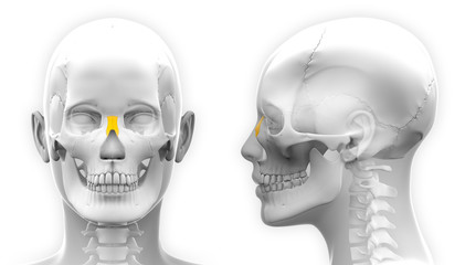 Female Nasal Bone Skull Anatomy - isolated on white