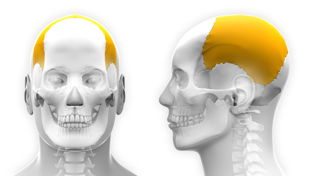Male Parietal Bone Skull Anatomy - isolated on white