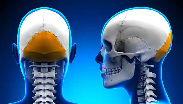 Occipital Bone Lump