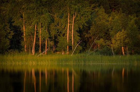Fototapeta reflection of forest pines in lake