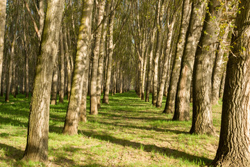 Fototapeta na wymiar bright summer forest