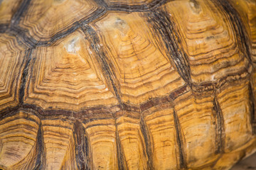 Fototapeta premium Turtle shell texture