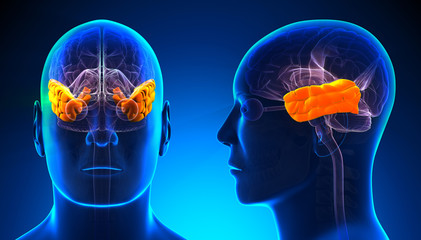 Male Temporal Lobe Brain Anatomy - blue concept