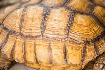 Fototapeta premium Turtle shell texture