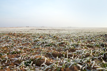 Early winter in wheat field.