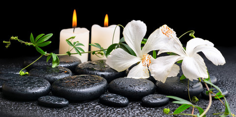 spa concept of blooming white hibiscus, twig with tendril passio