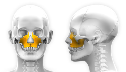 Female Maxilla Bone Skull Anatomy - isolated on white