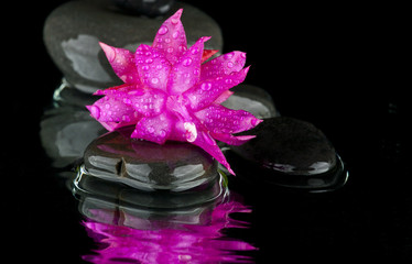 flower in water