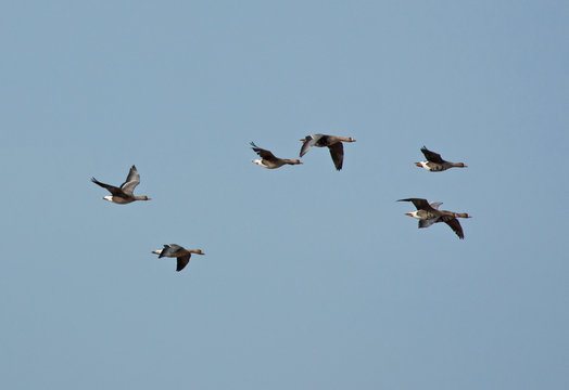 Greater white-fronted goose in flight 