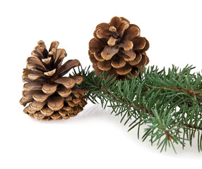 Fototapeta premium branch of fir-tree