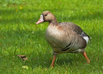 Greater White-fronted Goose 