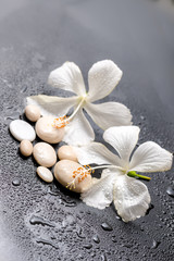Fototapeta na wymiar Beautiful spa still life of delicate white hibiscus and stones o
