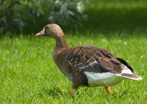 Greater White-fronted Goose 