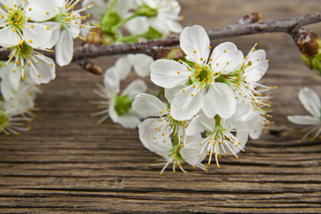 Fototapeta na wymiar flowers of cherry