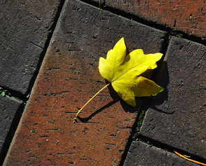 Yellow leaves on the sidewalk tile
