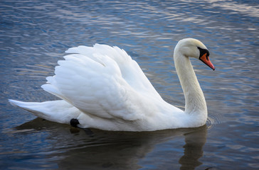 Fototapeta premium graseful white swan