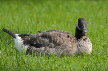Canada Goose on the grass 