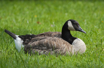 Canada Goose on the grass 